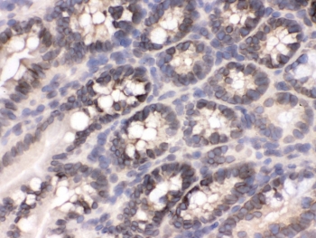 IHC testing of frozen mouse intestine tissue with CRM1 antibody.
