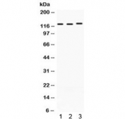 Western blot testing of 1) rat heart, 2) mouse brain, and 3) human A549 lysate with CRM1 antibody. Expected/observed molecular weight ~123 kDa.