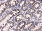 IHC testing of frozen mouse intestine tissue with CRM1 antibody.