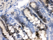 IHC testing of frozen rat intestine tissue with CRM1 antibody.