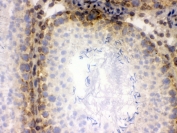 IHC testing of frozen rat testis tissue with CRM1 antibody.
