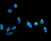 Immunofluorescent staining of FFPE human U-2 OS cells with AFG3L2 antibody (green) and DAPI nuclear stain (blue). HIER: steam section in pH6 citrate buffer for 20 min.