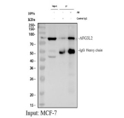 Immunoprecipitation of AFG3L2 protein from 500ug of human MCF7 whole cell lysate with 2ug of AFG3L2 antibody.