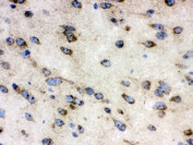 IHC testing of frozen mouse brain tissue with TCP1 antibody.