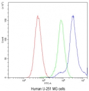 Flow cytometry testing of human U-251 MG cells with TCP1 delta antibody at 1ug/10^6 cells (blocked with goat sera); Red=cells alone, Green=isotype control, Blue= TCP1 delta antibody.