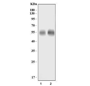 Western blot testing of 1) rat brain and 2) mouse brain lysate with GLAST antibody. Expected molecular weight ~60 kDa.