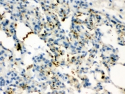 IHC testing of FFPE rat lung with CGRP antibody. HIER: Boil the paraffin sections in pH 6, 10mM citrate buffer for 20 minutes and allow to cool prior to testing.