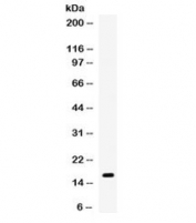 Western blot testing of mouse spleen lysate with Gip antibody. Expected molecular weight ~17 kDa.
