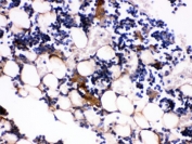 IHC testing of FFPE mouse bone tissue with Osteocalcin antibody. HIER: Boil the paraffin sections in pH 6, 10mM citrate buffer for 20 minutes and allow to cool prior to testing.