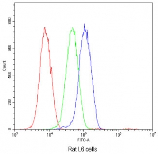 Flow cytometry testing of rat L6 cells with Osteocalcin antibody at 1u
