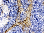 IHC testing of FFPE rat spleen with Collagen I antibody. HIER: Boil the paraffin sections in pH 6, 10mM citrate buffer for 20 minutes and allow to cool prior to testing.