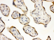 IHC testing of FFPE human placenta with DDAH2 antibody at 1ug/ml. HIER: steam in pH6 citrate buffer and allow to cool prior to staining.