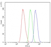 Flow cytometry testing of human Caco-2 cells with DDAH2 antibody at 1ug/million cells (blocked with goat sera); Red=cells alone, Green=isotype control, Blue= DDAH2 antibody.