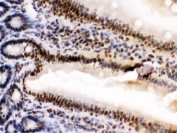 IHC testing of FFPE mouse intestine tissue with HMGB2 antibody at 1ug/ml. HIER: steam in pH6 citrate buffer and allow to cool prior to staining.
