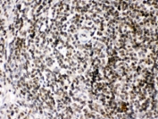 IHC testing of FFPE rat spleen tissue with HMGB2 antibody at 1ug/ml. HIER: steam in pH6 citrate buffer and allow to cool prior to staining.