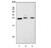 Western blot testing of 1) human Jurkat, 2) rat PC-12 and 3) mouse spleen lysate with HMGB2 antibody at 0.5ug/ml. Expected molecular weight ~24 kDa.