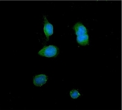 Immunofluorescent staining of FFPE human U-2 OS cells with ITLN1 antibody (green) and DAPI nuclear stain (blue). HIER: steam section in pH6 citrate buffer for 20 min.