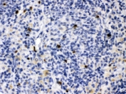 IHC testing of FFPE rat spleen tissue with MMP-9 antibody at 1ug/ml. HIER: steam in pH6 citrate buffer and allow to cool prior to staining.