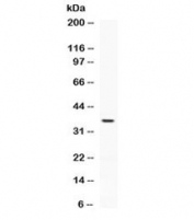 Western blot testing of human HeLa cell lysate with PD-L2 antibody at 0.5ug/ml. Expected molecular weight: 31-60 kDa depending on glycosylation level.