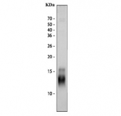 Western blot testing of mouse spleen tissue lysate with Pf4 antibody. Expected molecular weight: ~8/16/32 kDa (monomer/dimer/tetramer).
