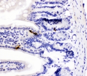 IHC testing of FFPE mouse intestine with PYY antibody. HIER: boil tissue sections in pH6, 10mM citrate buffer, for 10-20 min followed by cooling at RT for 20 min.