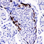 IHC testing of FFPE mouse pancreas with PYY antibody. HIER: boil tissue sections in pH6, 10mM citrate buffer, for 10-20 min followed by cooling at RT for 20 min.
