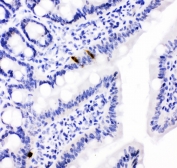 IHC testing of FFPE rat intestine with PYY antibody. HIER: boil tissue sections in pH6, 10mM citrate buffer, for 10-20 min followed by cooling at RT for 20 min.