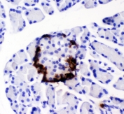 IHC testing of FFPE rat pancreas with PYY antibody. HIER: boil tissue sections in pH6, 10mM citrate buffer, for 10-20 min followed by cooling at RT for 20 min.