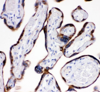 IHC staining of FFPE human placenta with AEBP2 antibody. HIER: boil tissue sections in pH6, 10mM citrate buffer, for 20 min and allow to cool before testing.