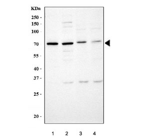 Western blot testing of 1) human RT4, 2) human HeLa, 3) rat testis and 4) mouse thymus lysate with AI
