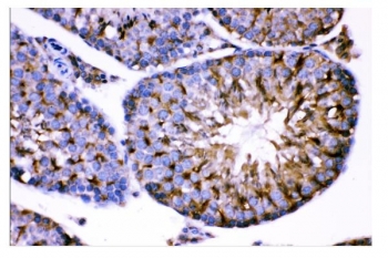IHC staining of FFPE mouse testis tissue with AMHR2 antibody. HIER: boil tissue sections in pH8 EDTA for 20 min and allow to cool before testing.