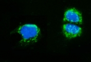 Immunofluorescent staining of FFPE human Caco-2 cells with AMHR2 antibody (green) and DAPI nuclear stain (blue). HIER: steam section in pH6 citrate buffer for 20 min.