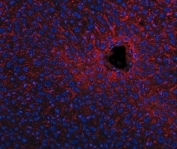 Immunofluorescent staining of FFPE mouse liver tissue with Apolipoprotein E antibody (red) and DAPI nuclear stain (blue). HIER: steam section in pH8 EDTA buffer for 20 min.