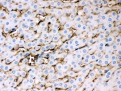 IHC testing of FFPE rat liver with APOE antibody at 1ug/ml. HIER: steam in pH6 citrate buffer and allow to cool prior to staining.