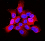 Immunofluorescent staining of FFPE human A431 cells with ARF6 antibody (red) and DAPI nuclear stain (blue). HIER: steam section in pH6 citrate buffer for 20 min.