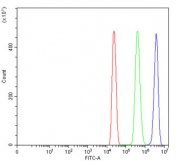 Flow cytometry testing of human HL60 cells with BCR antibody at 1ug/million cells (blocked with goat sera); Red=cells alone, Green=isotype control, Blue= BCR antibody.