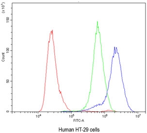 Flow cytometry testing of human HT-29 cells with CA2 antibody at 1ug/million cells (blocked with goat sera); Red=cells alone, Green=isotype control, Blue= CA2 antibody.