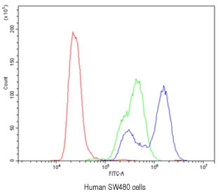 Flow cytometry testing of human SW480 cells with CA2 antibody at 1ug/million cells (blocked with goat sera); Red=cells alone, Green=isotype control, Blue= CA2 antibody.