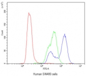 Flow cytometry testing of human SW480 cells with CA2 antibody at 1ug/10^6 cells (blocked with goat sera); Red=cells alone, Green=isotype control, Blue= CA2 antibody.