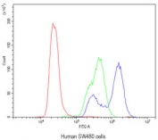 Flow cytometry testing of human SW480 cells with CA2 antibody at 1ug/10^6 cells (blocked with goat sera); Red=cells alone, Green=isotype control, Blue= CA2 antibody.