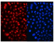IF/ICC staining of FFPE human A431 cells with Cyclin T1 antibody (red) at 2ug/ml and DAPI nuclear stain (blue). HIER: steam section in pH6 citrate buffer for 20 min.