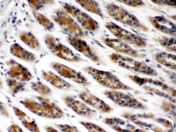 IHC testing of FFPE rat stomach with TCP1 beta antibody at 1ug/ml. HIER: steam in pH6 citrate buffer and allow to cool prior to staining.