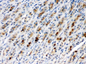 IF/ICC staining of FFPE human U-2 OS cells with TCP1 beta antibody (green) at 2ug/ml and DAPI nuclear stain (blue). HIER: steam section in pH6 citrate buffer for 20 min.