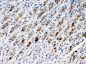 IHC testing of FFPE rat gastric tissue with TCP1 beta antibody at 1ug/ml. HIER: steam in pH6 citrate buffer and allow to cool prior to staining.