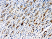 IHC testing of FFPE rat gastric tissue with TCP1 beta antibody at 1ug/ml. HIER: steam in pH6 citrate buffer and allow to cool prior to staining.