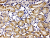 IHC testing of FFPE mouse kidney with TCP1 theta antibody at 1ug/ml. HIER: steam in pH6 citrate buffer and allow to cool prior to staining.