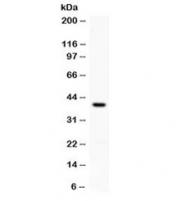 Western blot testing of mouse brain lysate with PD-L1 antibody at 0.5ug/ml. Expected molecular weight ~34/40-70 kDa (unmodified/glycosylated), observed here at 40 kDa.