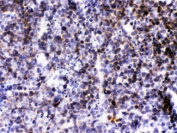 IHC testing of FFPE mouse lymph tissue with BCA1 antibody at 1ug/ml. HIER: steam sections in pH6 citrate buffer for 20 min.