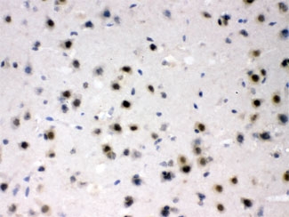 IHC testing of FFPE mouse brain with AZIN2 antibody at 1ug/ml. HIER: steam sections in pH6 citrate buffer.
