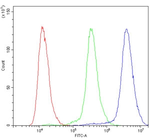 Flow cytometry testing of human WISH cells with ACTN3 antibody at 1ug/million cells (blocked with goat sera); Red=cells alone, Green=isotype control, Blue= ACTN3 antibody.